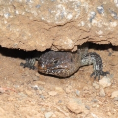 Egernia cunninghami (Cunningham's Skink) at Hackett, ACT - 16 Feb 2020 by TimL