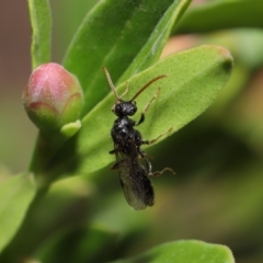 Formicidae (family) (Unidentified ant) at Evatt, ACT - 11 Feb 2020 by TimL