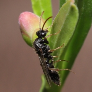 Formicidae (family) at Evatt, ACT - 11 Feb 2020