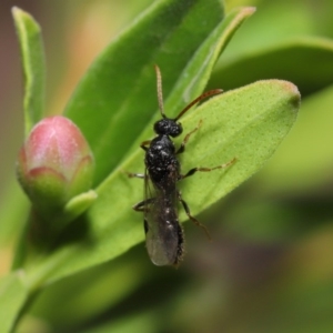 Formicidae (family) at Evatt, ACT - 11 Feb 2020