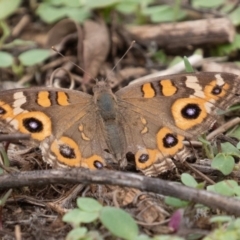 Junonia villida (Meadow Argus) at Coree, ACT - 16 Feb 2020 by CedricBear