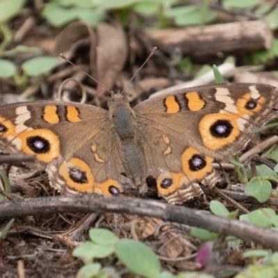 Junonia villida (Meadow Argus) at Coree, ACT - 16 Feb 2020 by CedricBear