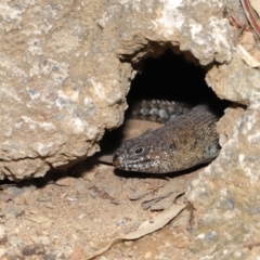 Egernia cunninghami at Hackett, ACT - 16 Feb 2020