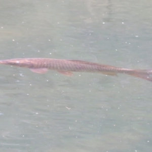 Cyprinus carpio at Paddys River, ACT - 17 Feb 2020 01:56 PM