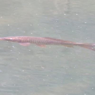 Cyprinus carpio (Common Carp) at Paddys River, ACT - 17 Feb 2020 by Christine