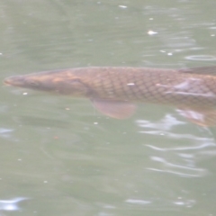 Cyprinus carpio at Paddys River, ACT - 17 Feb 2020