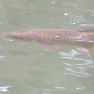 Cyprinus carpio at Paddys River, ACT - 17 Feb 2020 01:56 PM