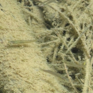 Gambusia holbrooki at Paddys River, ACT - 17 Feb 2020