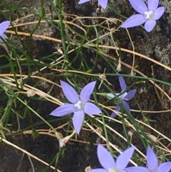 Wahlenbergia capillaris (Tufted Bluebell) at Coombs, ACT - 17 Feb 2020 by JaneR