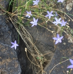 Wahlenbergia capillaris at Molonglo River Reserve - 17 Feb 2020