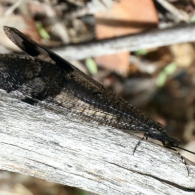 Glenoleon pulchellus (Antlion lacewing) at Majura, ACT - 16 Feb 2020 by jbromilow50