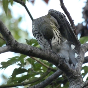 Oriolus sagittatus at Hughes, ACT - 17 Feb 2020