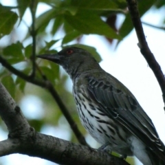 Oriolus sagittatus at Hughes, ACT - 17 Feb 2020