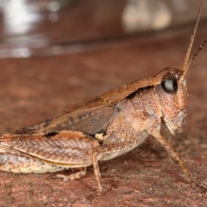 Phaulacridium vittatum at Kambah, ACT - 17 Feb 2020