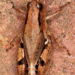 Phaulacridium vittatum at Kambah, ACT - 17 Feb 2020 11:41 AM
