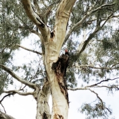 Callocephalon fimbriatum (Gang-gang Cockatoo) at Hughes, ACT - 17 Feb 2020 by ruthkerruish