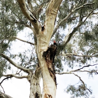 Callocephalon fimbriatum (Gang-gang Cockatoo) at GG105 - 17 Feb 2020 by ruthkerruish