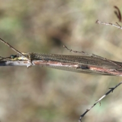 Dendroleon sp. (genus) at Majura, ACT - 16 Feb 2020 by jb2602