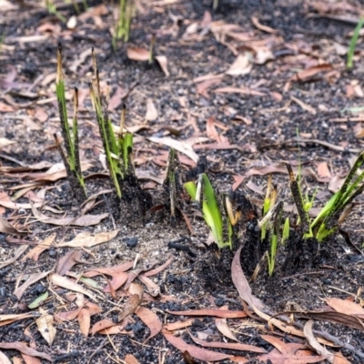 Lomandra sp. (A Matrush) at Penrose - 14 Feb 2020 by Aussiegall