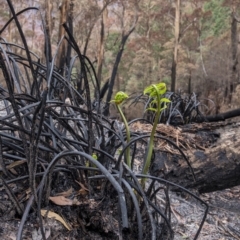 Todea barbara (King Fern) at Penrose - 14 Feb 2020 by Aussiegall