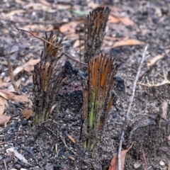 Xanthorrhoea (genus) (Grass Tree) at Penrose, NSW - 15 Feb 2020 by Aussiegall