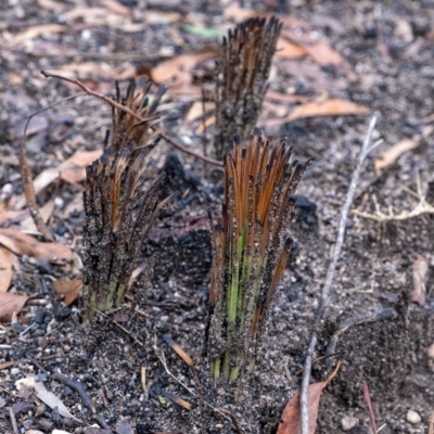 Xanthorrhoea (genus) (Grass Tree) at Penrose, NSW - 15 Feb 2020 by Aussiegall