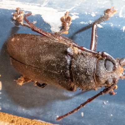 Eurynassa australis (Longhorn beetle) at Paddys River, ACT - 7 Jan 2020 by Thommo17