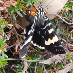 Phalaenoides glycinae (Grapevine Moth) at Acton, ACT - 8 Feb 2020 by tpreston