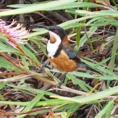 Acanthorhynchus tenuirostris (Eastern Spinebill) at Acton, ACT - 8 Feb 2020 by trevorpreston