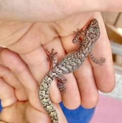 Christinus marmoratus (Southern Marbled Gecko) at O'Connor, ACT - 16 Feb 2020 by AndrewCB