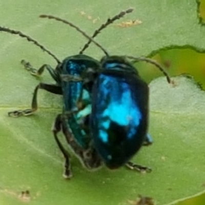 Altica corrusca (Corrusca flea beetle) at Acton, ACT - 8 Feb 2020 by trevorpreston