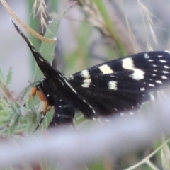 Phalaenoides tristifica (Willow-herb Day-moth) at Tharwa, ACT - 19 Dec 2019 by michaelb