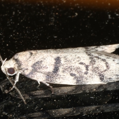 Palimmeces leucomitra at Ainslie, ACT - 17 Feb 2020 by jbromilow50