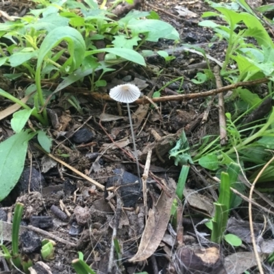 Coprinus sp. (Coprinus) at Bald Hills, NSW - 18 Feb 2020 by alexandraseddon