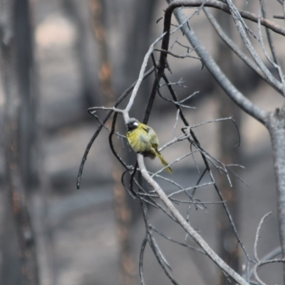 Nesoptilotis leucotis (White-eared Honeyeater) at Rendezvous Creek, ACT - 17 Feb 2020 by ChrisHolder