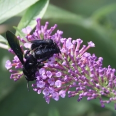 Austroscolia soror (Blue Flower Wasp) at Quaama, NSW - 17 Feb 2020 by FionaG