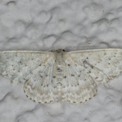 Idaea philocosma (Flecked Wave) at Ainslie, ACT - 17 Feb 2020 by jbromilow50