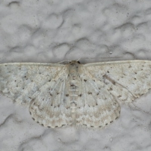 Idaea philocosma at Ainslie, ACT - 17 Feb 2020