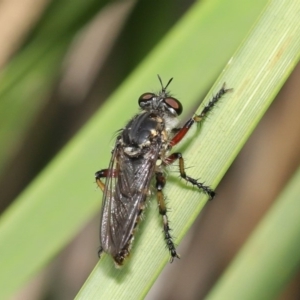 Thereutria amaraca at Acton, ACT - 18 Feb 2020