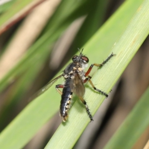 Thereutria amaraca at Acton, ACT - 18 Feb 2020