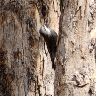 Cormobates leucophaea (White-throated Treecreeper) at Mount Ainslie to Black Mountain - 18 Feb 2020 by MargD