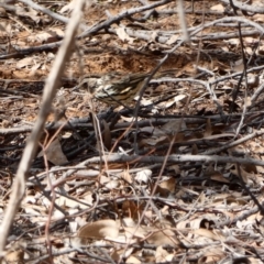 Pyrrholaemus sagittatus (Speckled Warbler) at Mount Ainslie to Black Mountain - 18 Feb 2020 by MargD