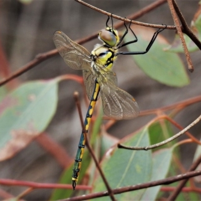 Hemicordulia tau (Tau Emerald) at Deakin, ACT - 18 Feb 2020 by JohnBundock