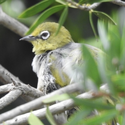 Zosterops lateralis (Silvereye) at Burradoo - 18 Feb 2020 by GlossyGal