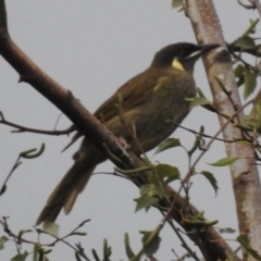 Meliphaga lewinii (Lewin's Honeyeater) at Burradoo - 18 Feb 2020 by GlossyGal