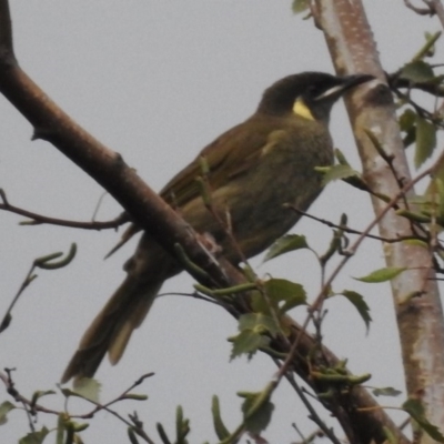 Meliphaga lewinii (Lewin's Honeyeater) at Burradoo - 18 Feb 2020 by GlossyGal