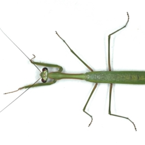 Pseudomantis albofimbriata at Ainslie, ACT - 17 Feb 2020