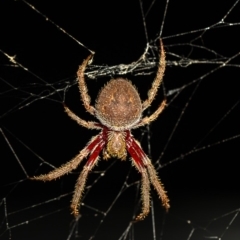 Hortophora transmarina (Garden Orb Weaver) at Acton, ACT - 18 Feb 2020 by Roger