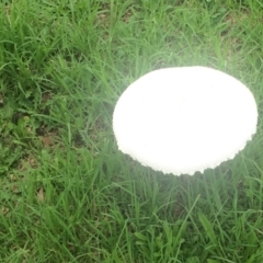 Macrolepiota dolichaula (Macrolepiota dolichaula) at Pointer Mountain, NSW - 18 Feb 2020 by Vbarclay