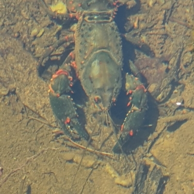 Cherax destructor at Mittagong - 18 Feb 2020 by JJR